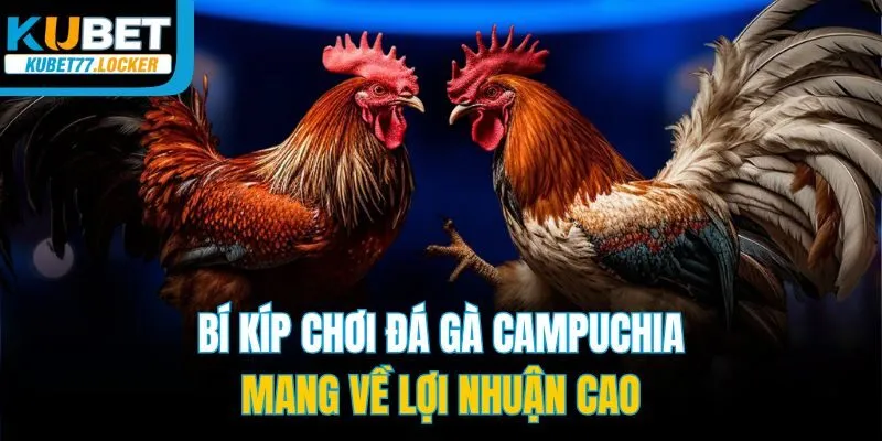 Bí kíp chơi đá gà campuchia mang về lợi nhuận cao