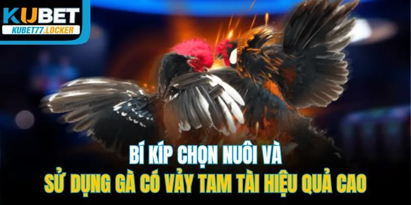 Bí kíp chọn nuôi và sử dụng gà có vảy tam tài hiệu quả cao