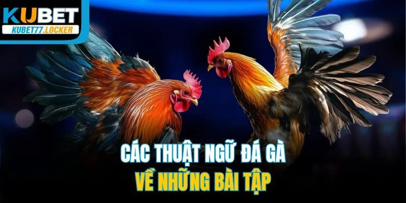 Các thuật ngữ đá gà về những bài tập