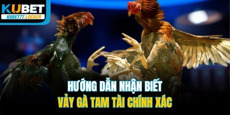 Hướng dẫn nhận biết vảy gà tam tài chính xác