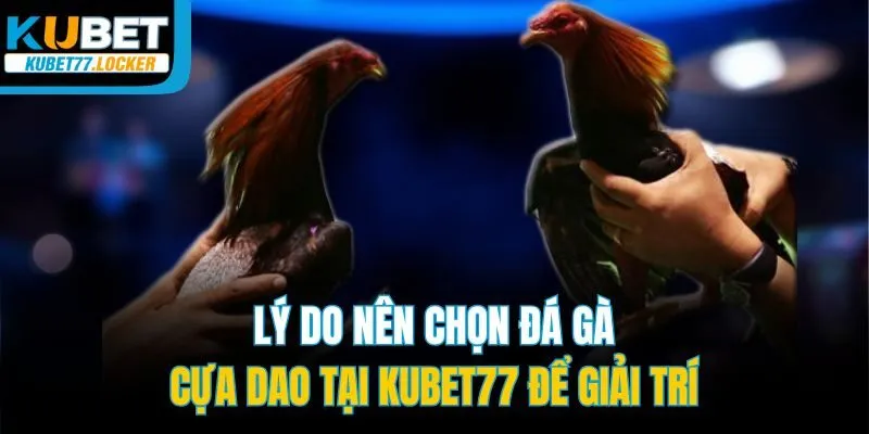 Lý do nên chọn đá gà cựa dao tại Kubet77 để giải trí