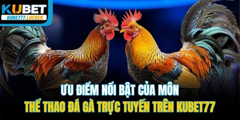 Ưu điểm nổi bật của môn thể thao đá gà trực tuyến trên Kubet77